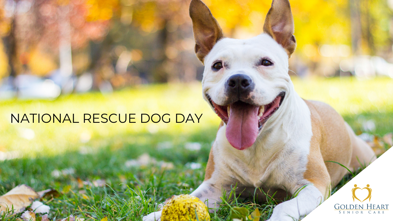 National Rescue Dog Day