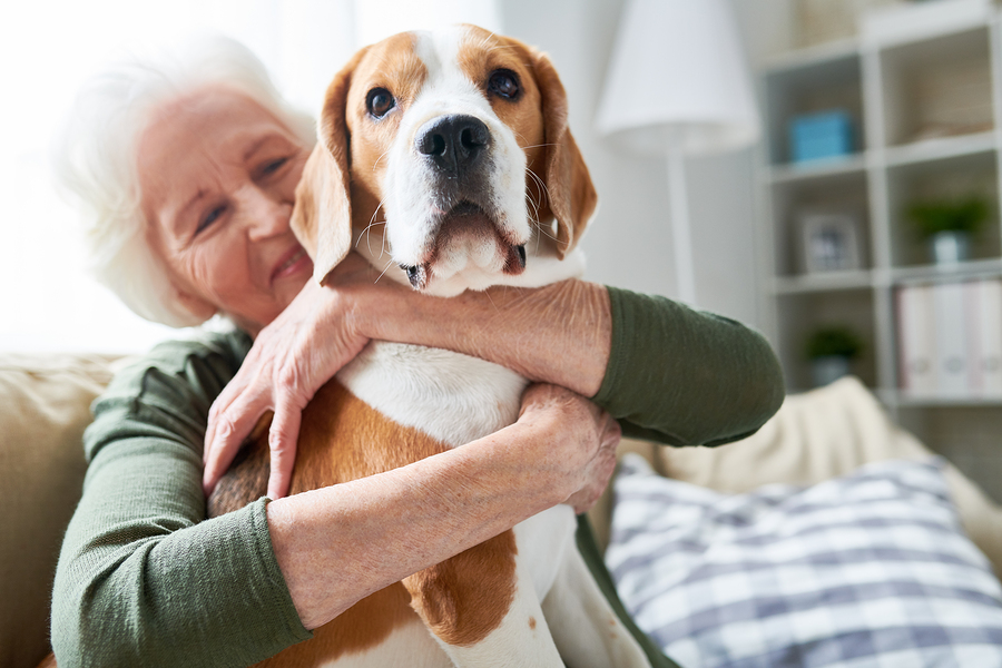 4 Ways Seniors Can Make Their Senior Pets Comfortable